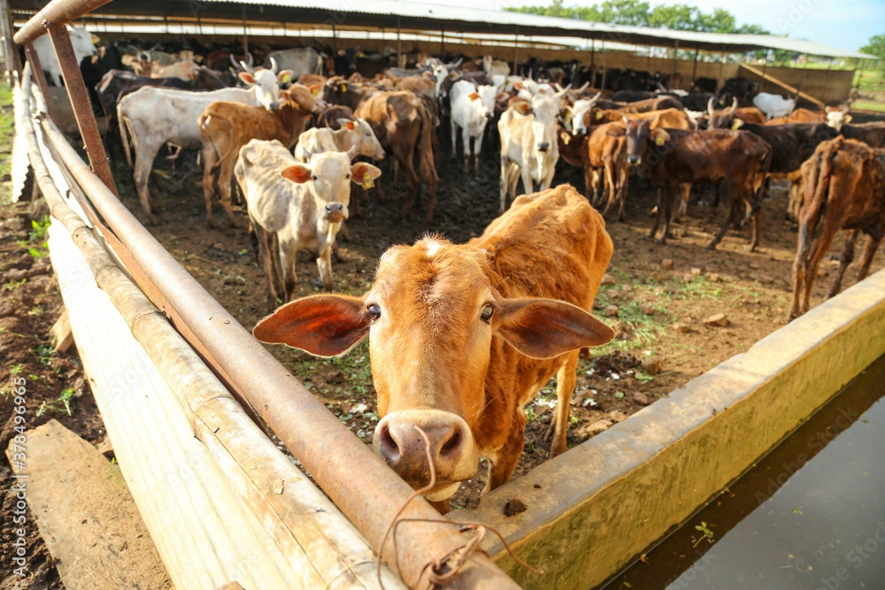 animal husbandry